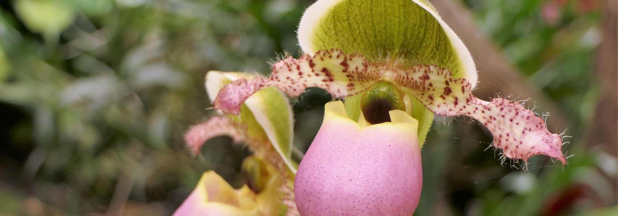 How to associate Cypripedium - Lady's Slipper?