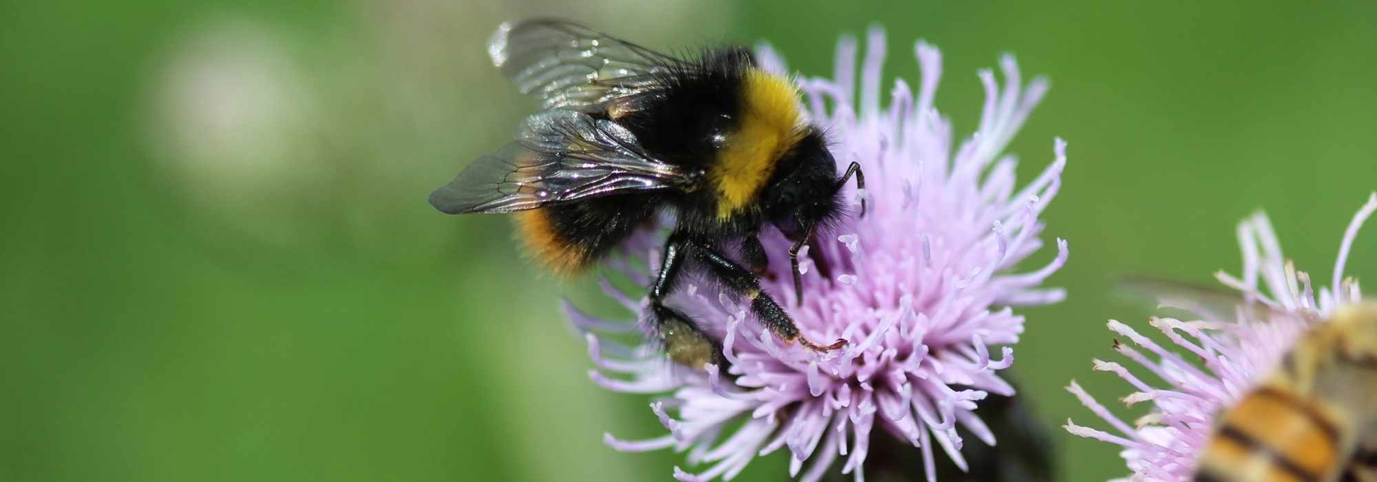 The favourite flowers of bumblebees