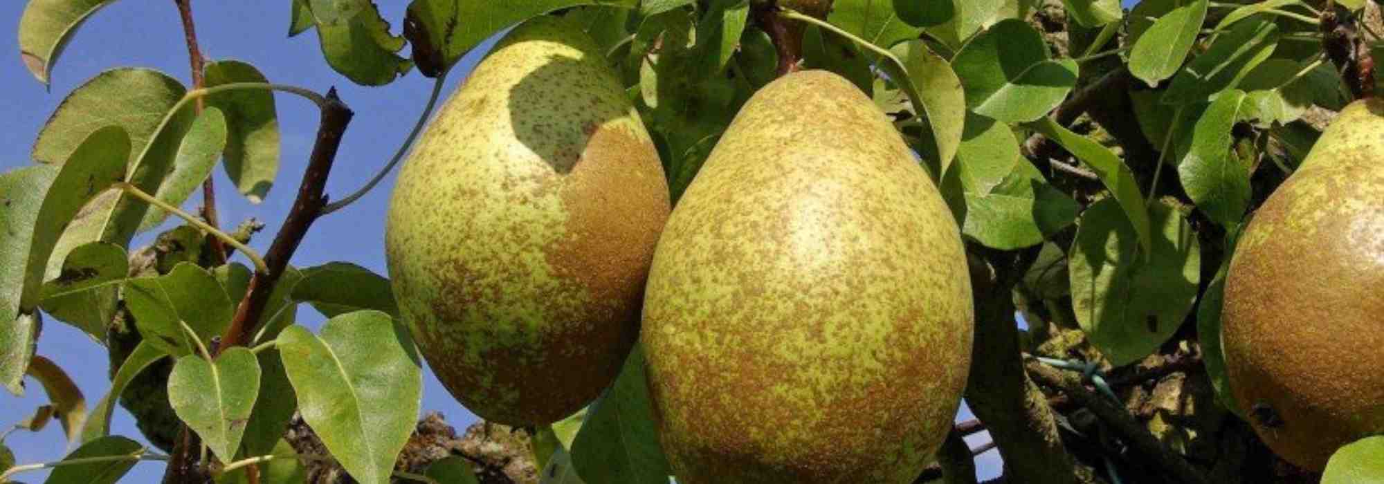 Fruit trees: the most popular self-fertile varieties