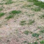 Burnt lawn: what to do?