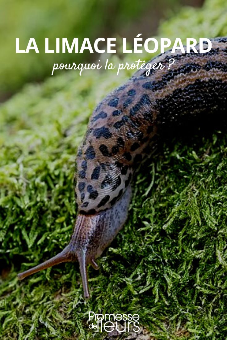 leopard slug