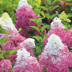 6 hydrangeas for the sun and drought-resistant