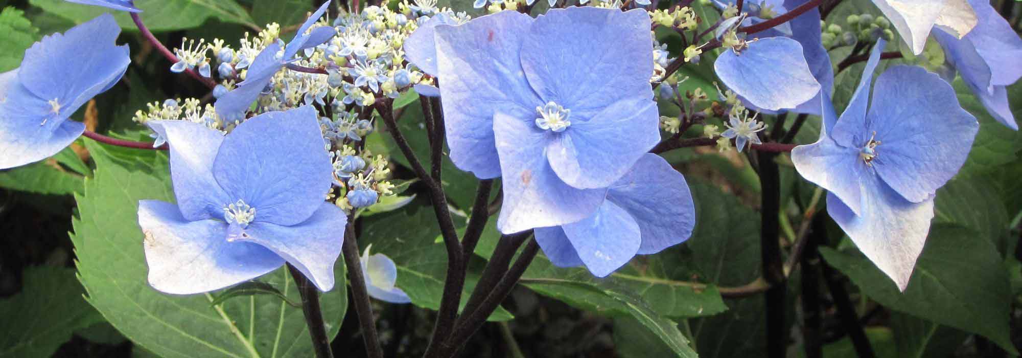 6 hydrangeas with colourful wood or foliage