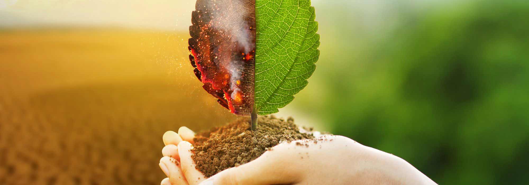 Climate change: rethinking our gardens to adapt!