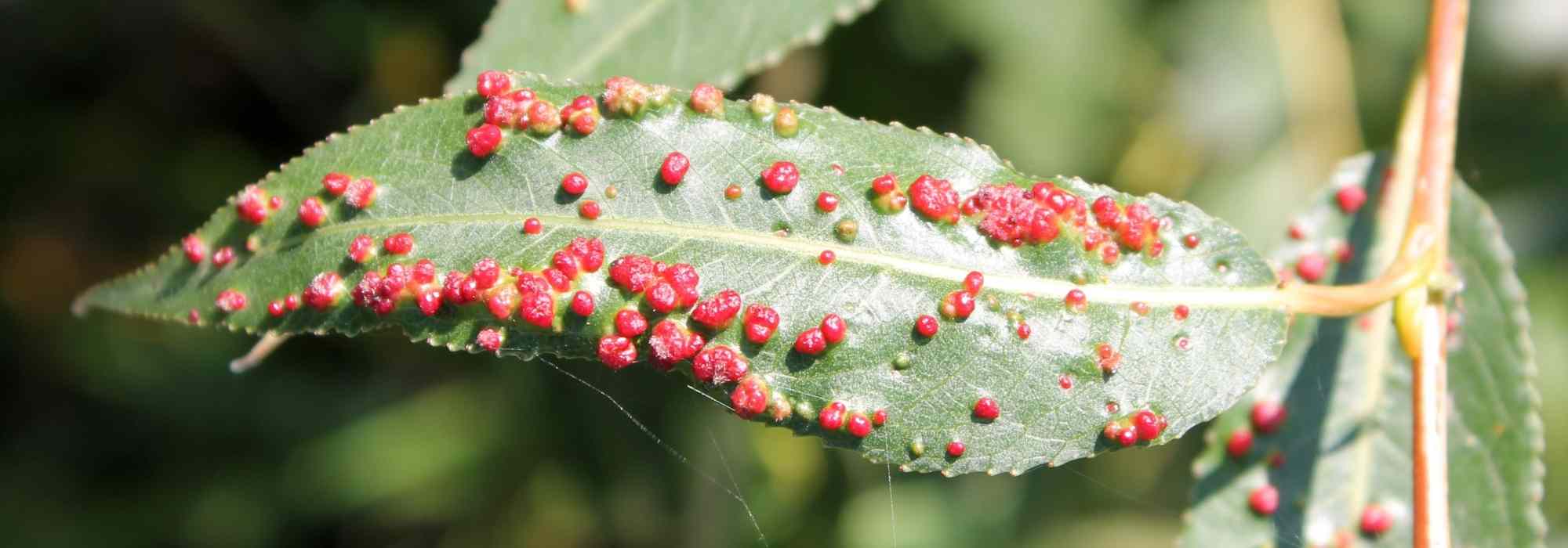 Diseases and Pests of Willows