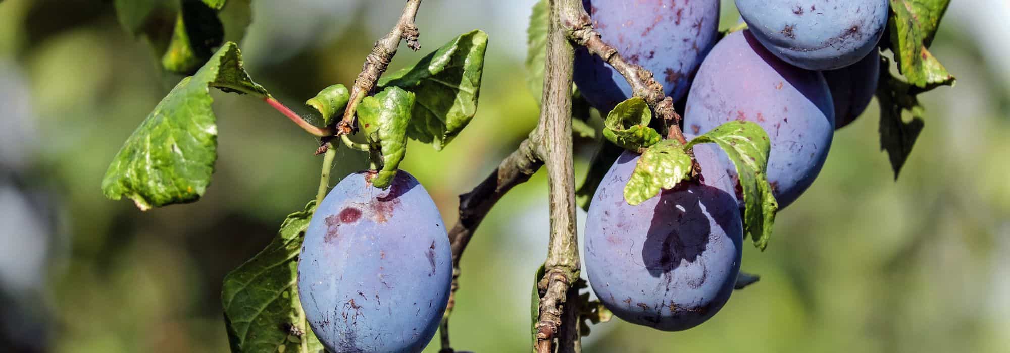 Diseases and Pests of the Plum Tree