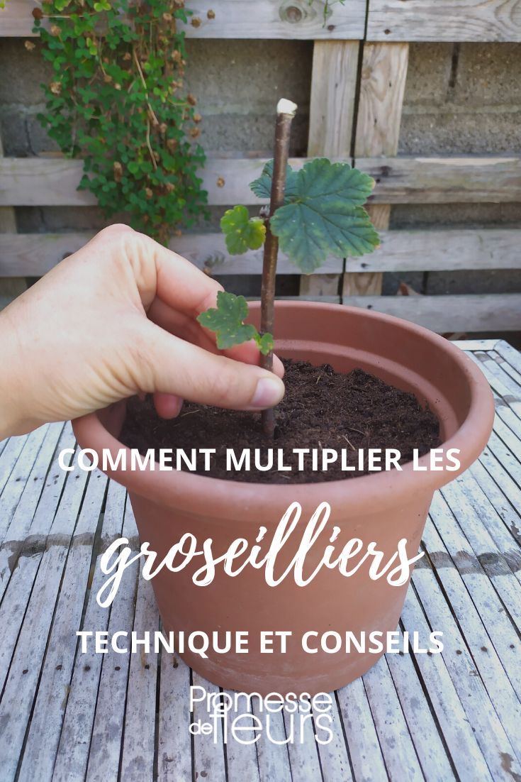 [multiplication type="groseilliers"]