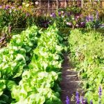Shading the vegetable garden and its vegetables in summer