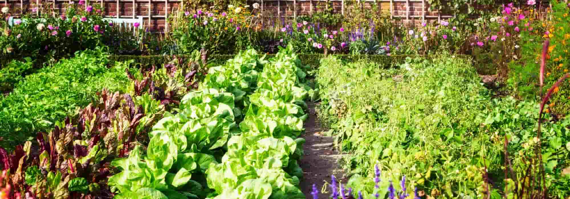 Shading the vegetable garden and its vegetables in summer