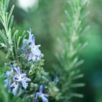 Diseases and pests of rosemary