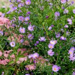 What to do in the garden in September?