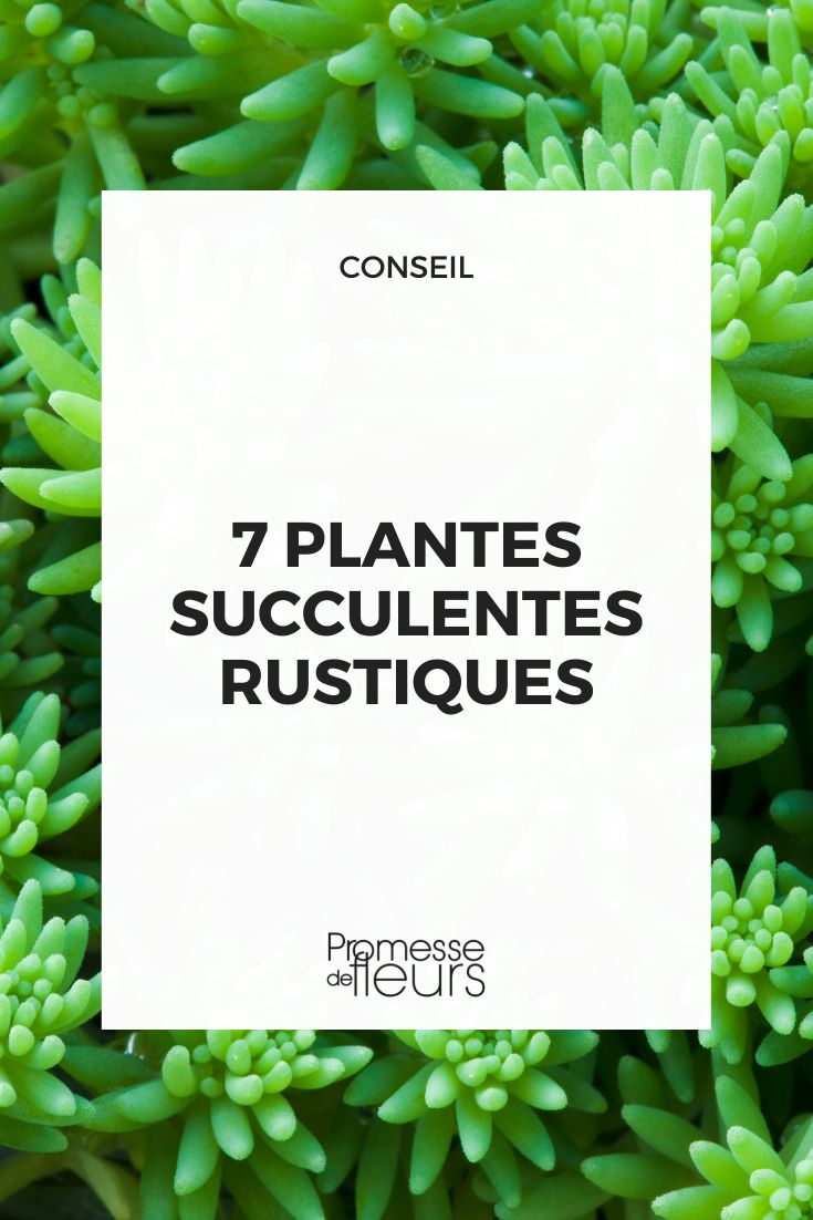 7 hardy succulent plants 7 hardy succulent plants