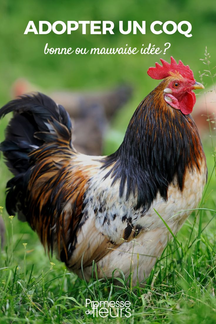 [plant]No[/plant], it is not necessary to have a rooster in the henhouse.