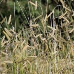 Bouteloua, Boutelou: Planting, Cultivation, Care