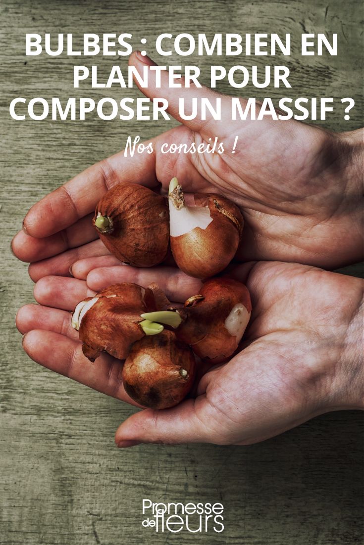 Bulbs how many to plant to create a beautiful flowerbed -2 planting bulbs: how many?