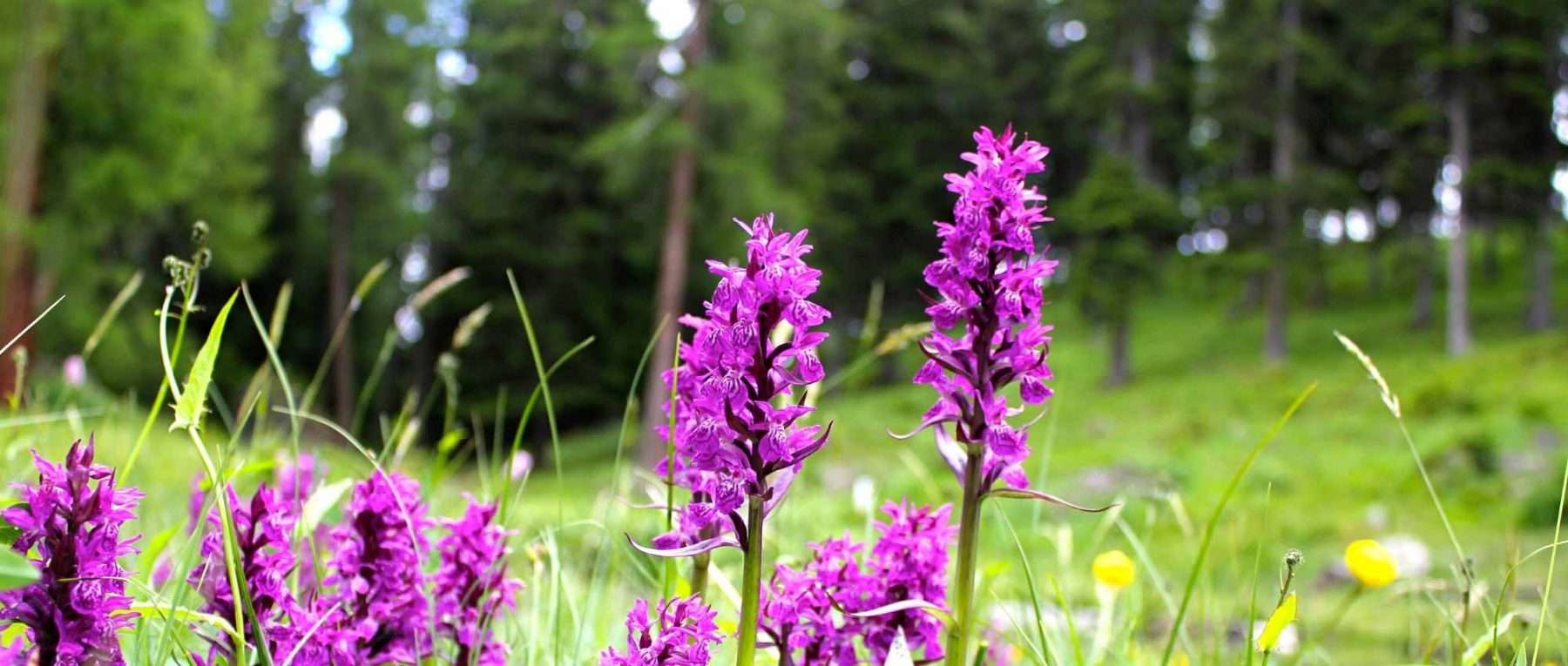 Dactylorhiza: Planting, Cultivation and Care