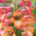 Digiplexis, Foxglove Annual: Planting, Care