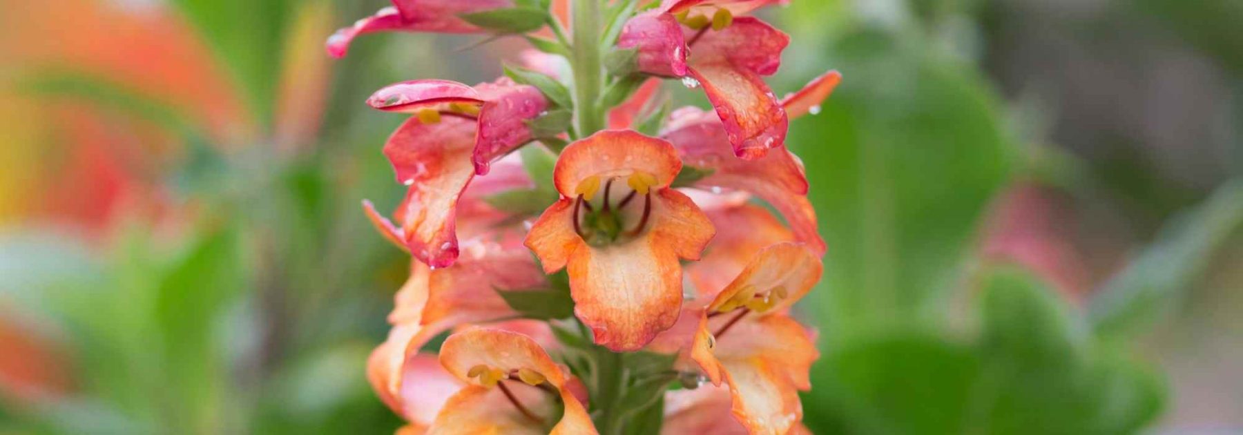 Digiplexis, Foxglove Annual: Planting, Care