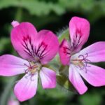 Fragrant Geranium: Planting, Care, and Benefits