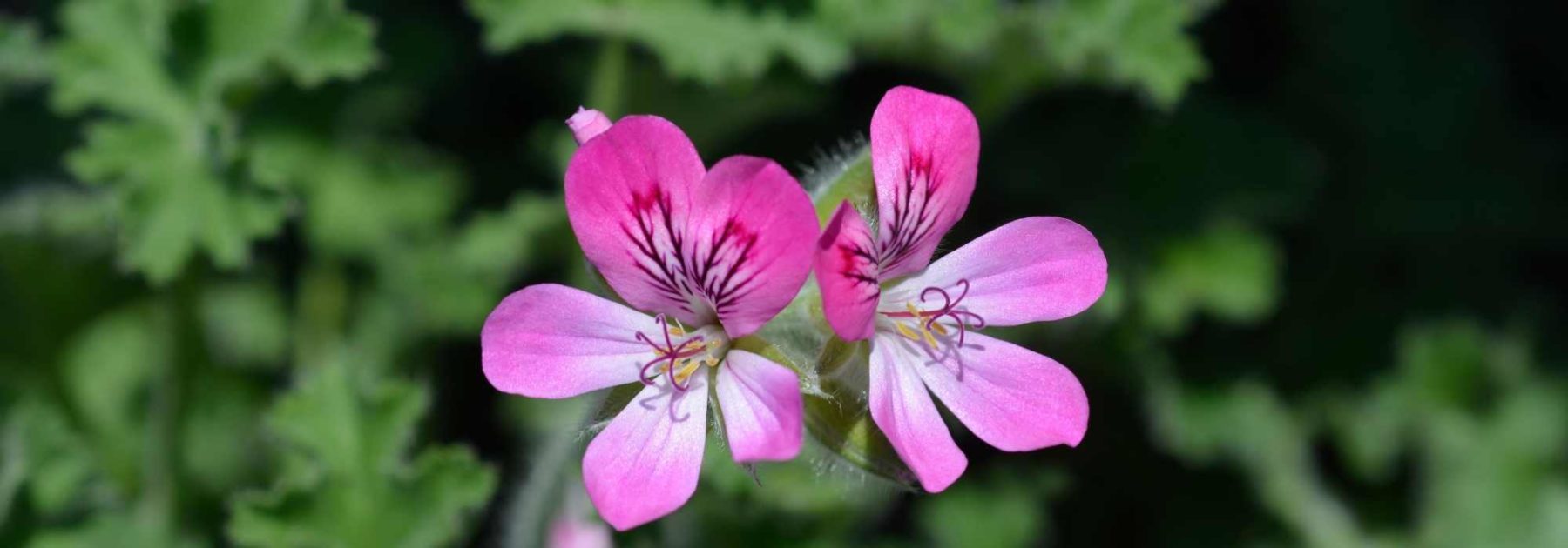 Fragrant Geranium: Planting, Care, and Benefits
