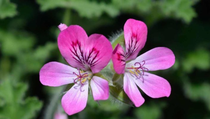 Scented Geranium: Planting, Care, and Benefits