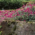 Drought-tolerant hardy geraniums