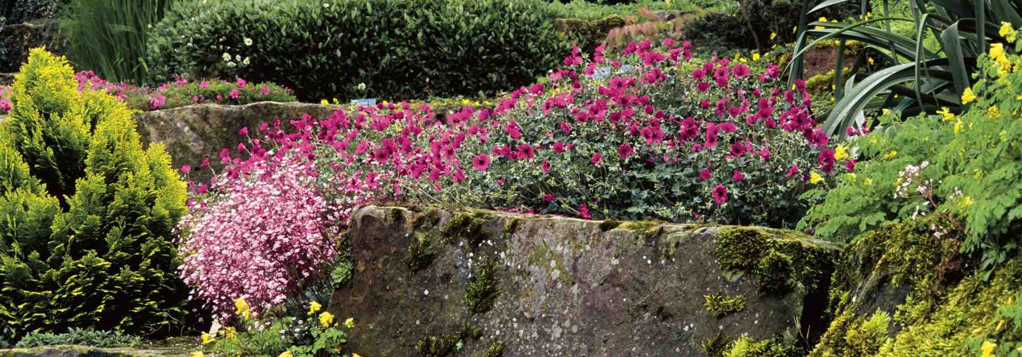 Drought-tolerant hardy geraniums