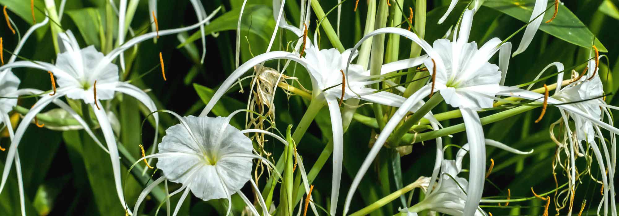 Associate the Ismene or Spider Lily