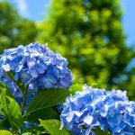 Protect your hydrangeas from the heatwave