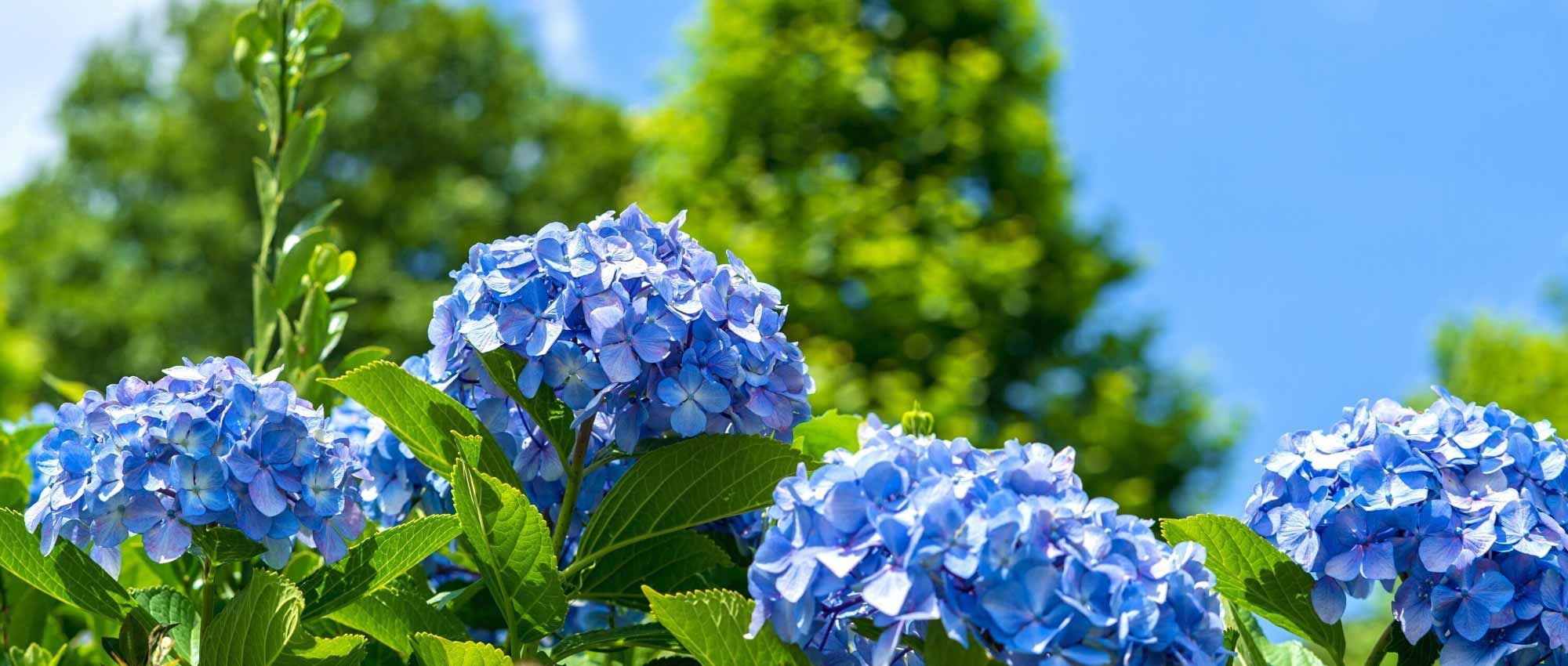 Protect your hydrangeas from the heatwave