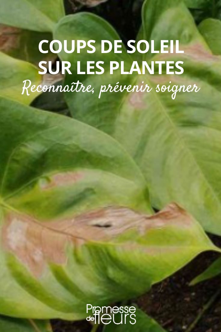 Recognising, Preventing, and Treating Sunburn on Plants sunburn on plant