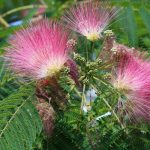 Associate the Albizia