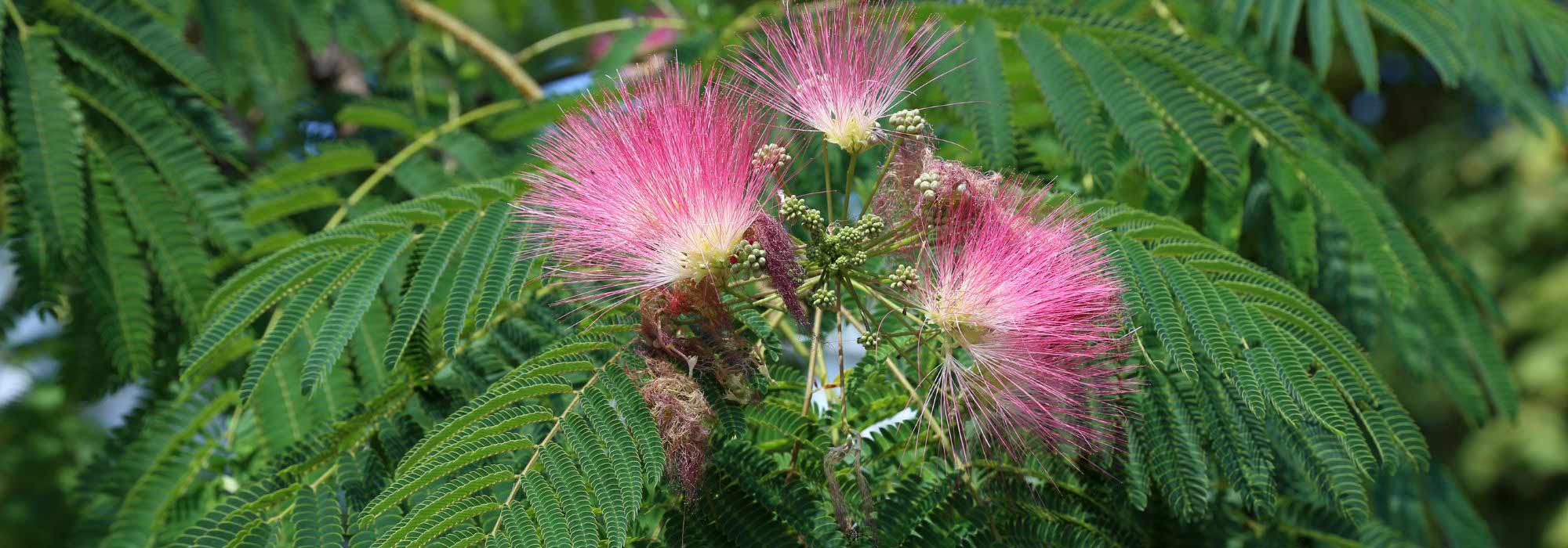 Associate the Albizia