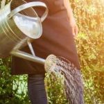 Should you water plants in full sun?