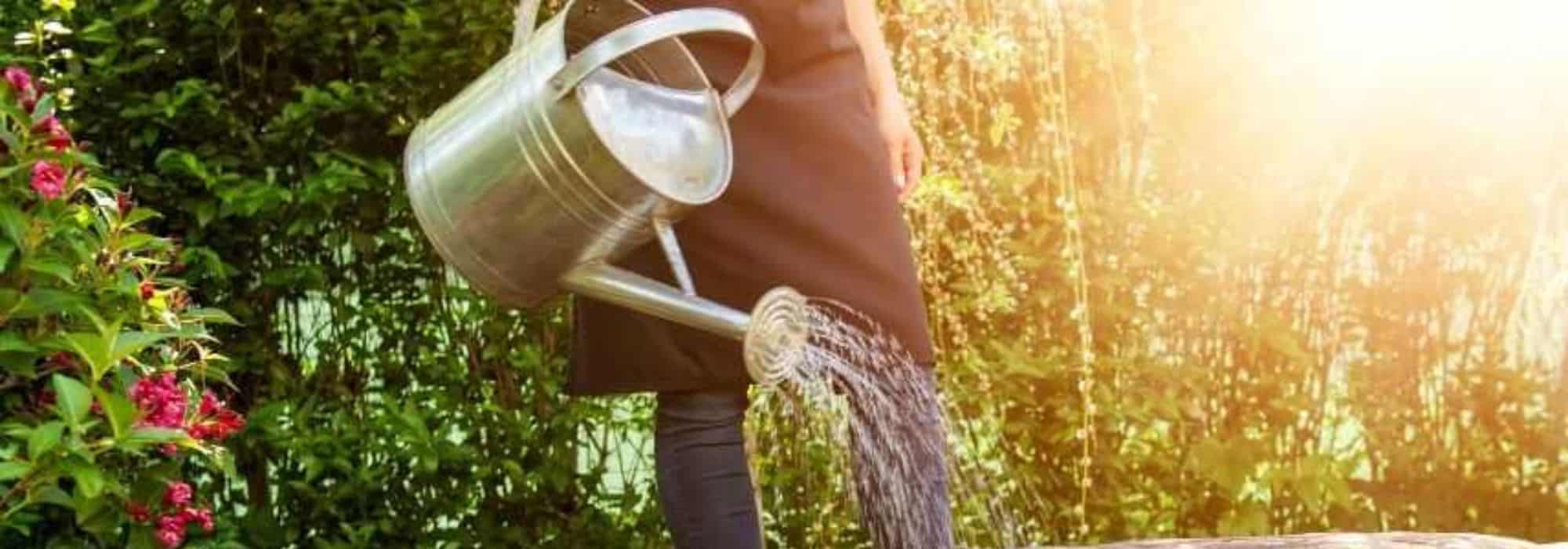 Should you water plants in full sun?