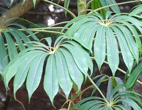 Take a cutting from <em>Schefflera</em>