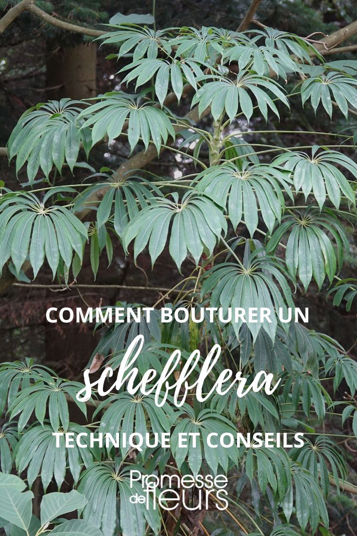 propagating a schefflera