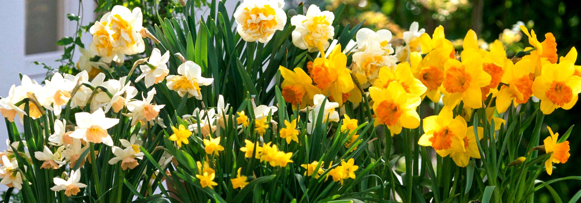 5 easy spring bulbs for beginners