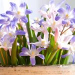 Growing Chionodoxa in pots