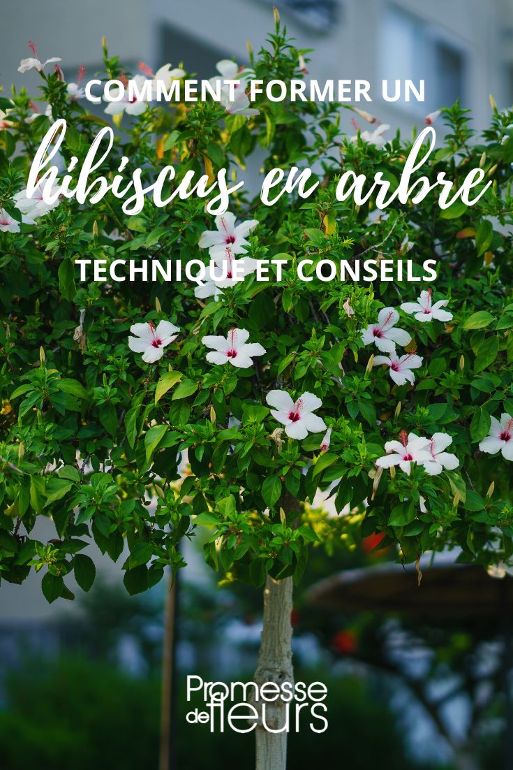 shape a hibiscus into a tree