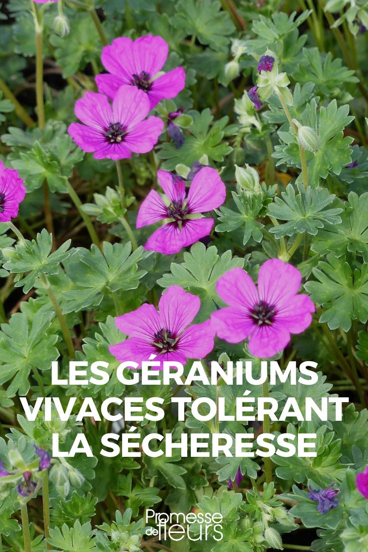 drought-tolerant perennial geraniums drought-tolerant perennial geraniums