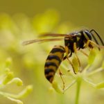 Wasps in the garden: friends or foes?