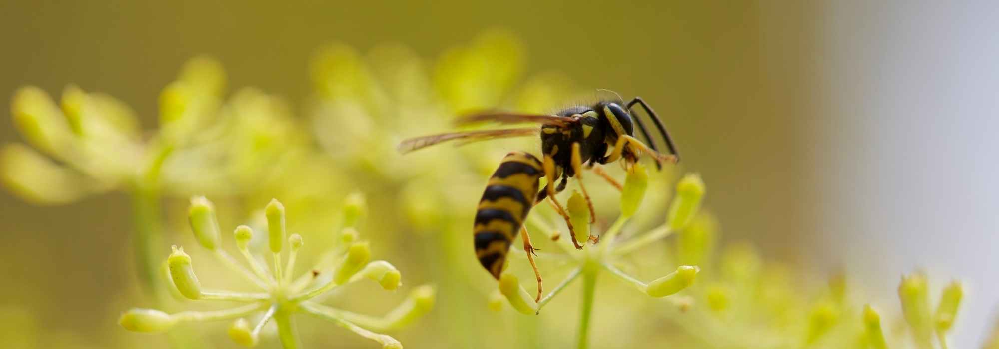 Wasps in the garden: friends or foes?
