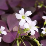 Growing oxalis in pots