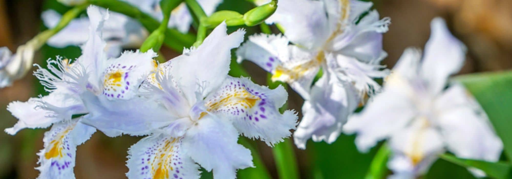 Drought-resistant irises