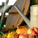 What to do in the garden in October?