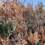 How to save garden plants after a drought?