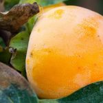Diseases and Pests of Persimmon