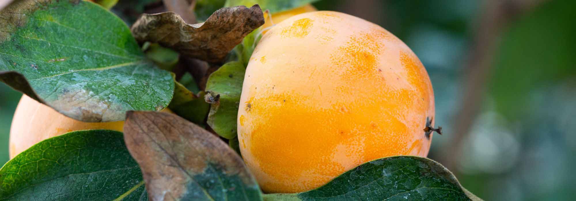 Diseases and Pests of Persimmon