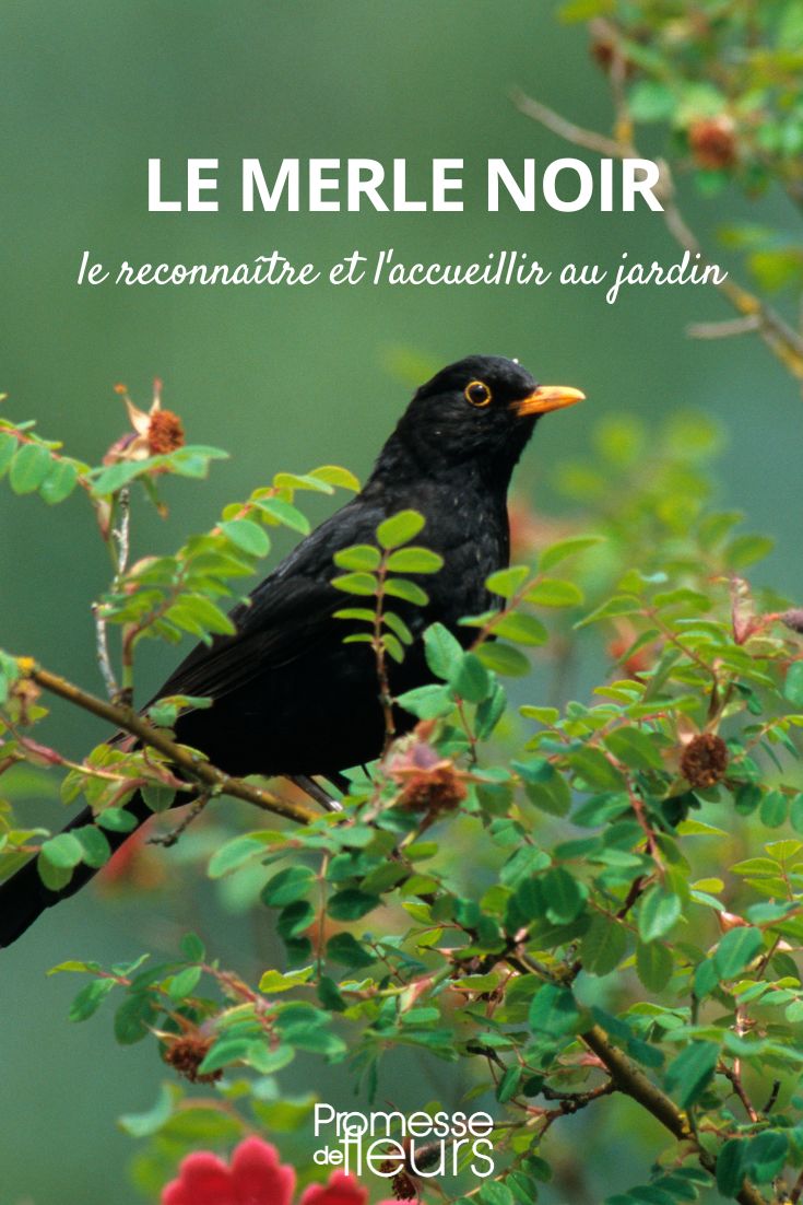 blackbird blackbird: all you need to know